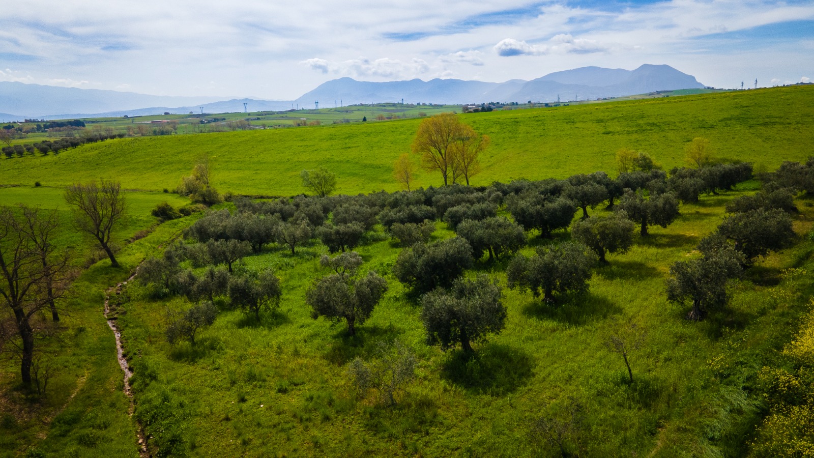 full_image_vista